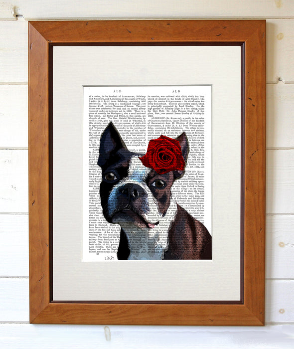 Boston Terrier Rose on Head Dog  Book Print, Art Print, Wall Art