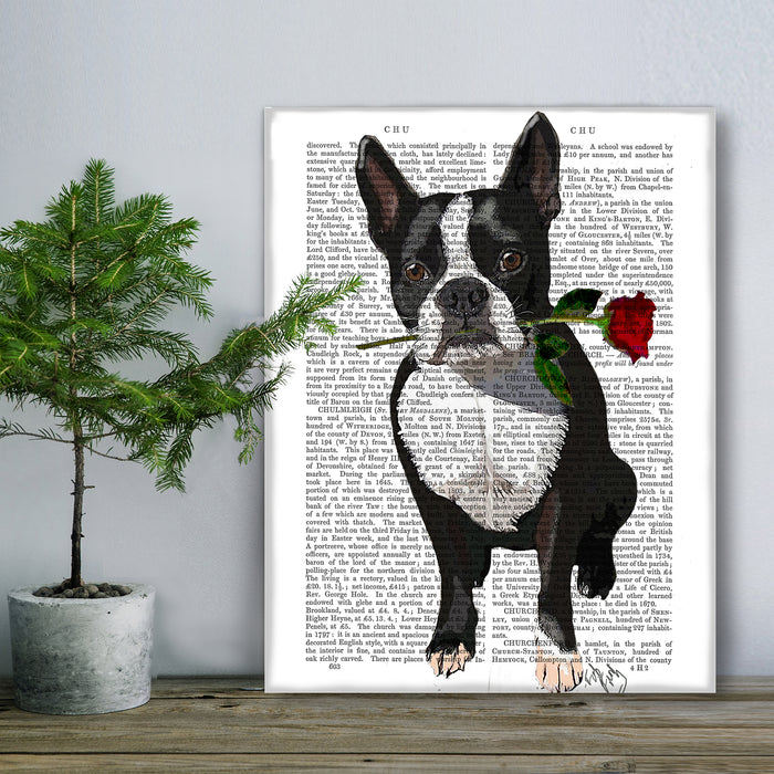 Boston Terrier Rose in Mouth Dog  Book Print, Art Print, Wall Art