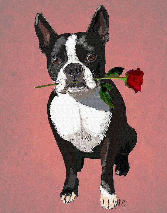 Boston Terrier with Rose in Mouth, Dog Art Print, Wall art | FabFunky
