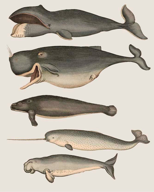 Five Vintage Whales
