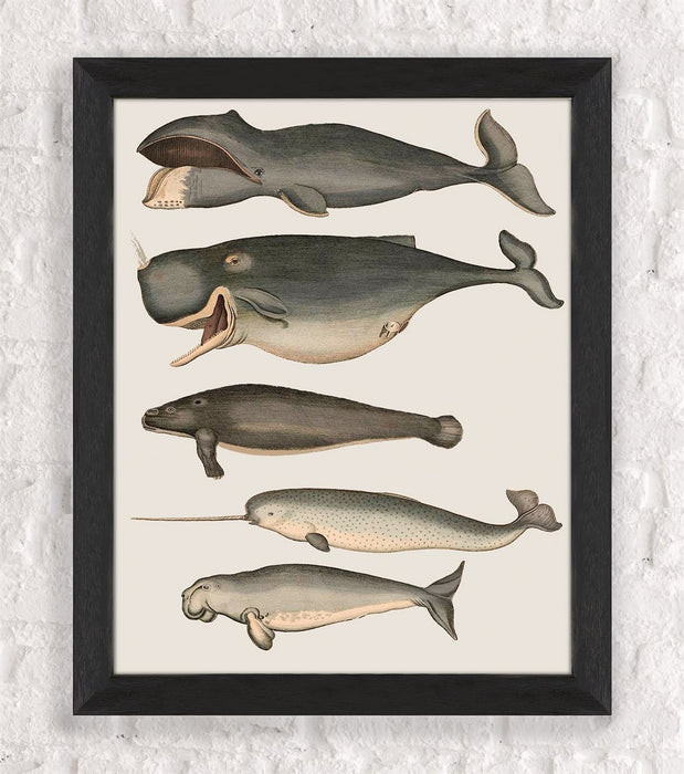 Five Vintage Whales, Nautical print, Coastal art