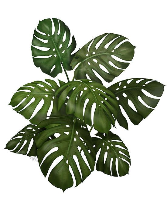 monstera deliciosa botanical print Monstera Plant, Green on White, Botanical art print, Wall art