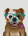English Bulldog and Flower Glasses, Dog Art Print, Wall art | FabFunky