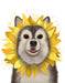 Husky Sunflower, Dog Art Print, Wall art | FabFunky