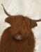 Highland Cow 3, Portrait, Animal Art Print | FabFunky
