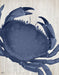 Blue Crab On Grey 3