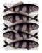 Five Striped Fish