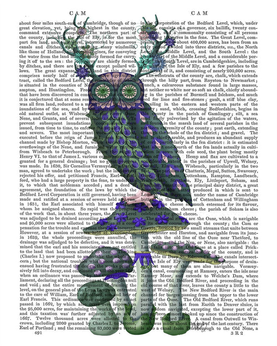 Owl on Mushrooms