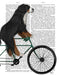 Bernese Mountain Dog On Bicycle