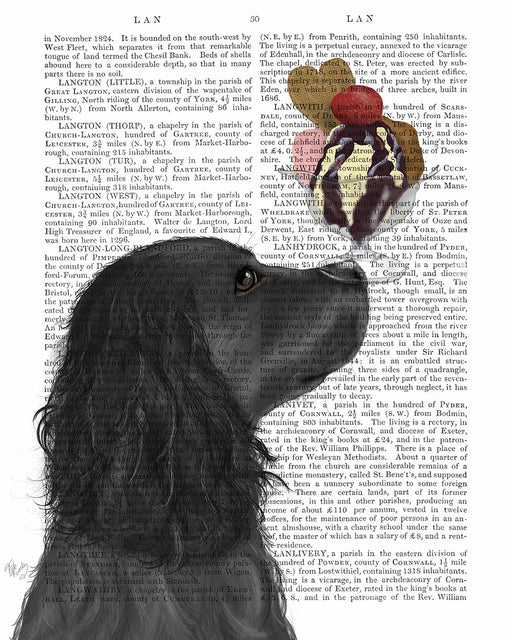 Cocker Spaniel