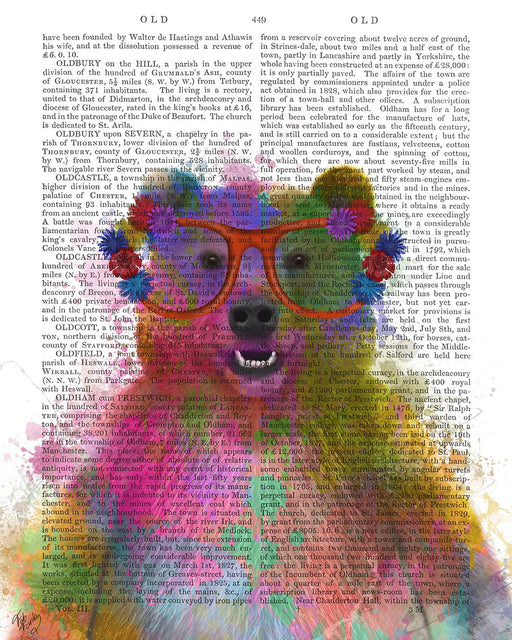 Bear Rainbow Splash 1