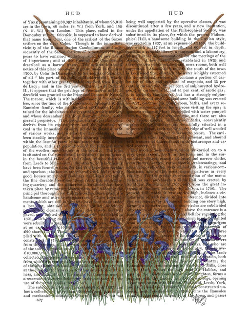 Highland Cow